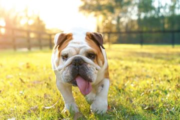 Cachorro da raça Bulldog Inglês