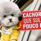 Cachorros que soltam pouco pelo