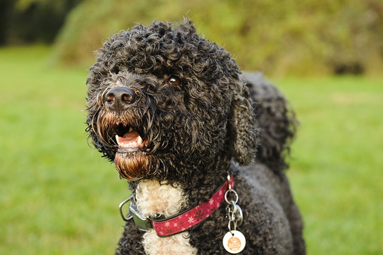 Cão de Água Português