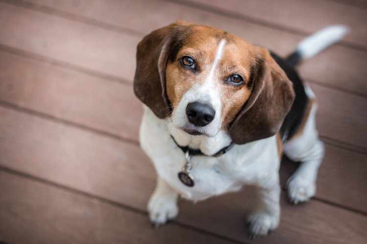 Beagle olhando para cima