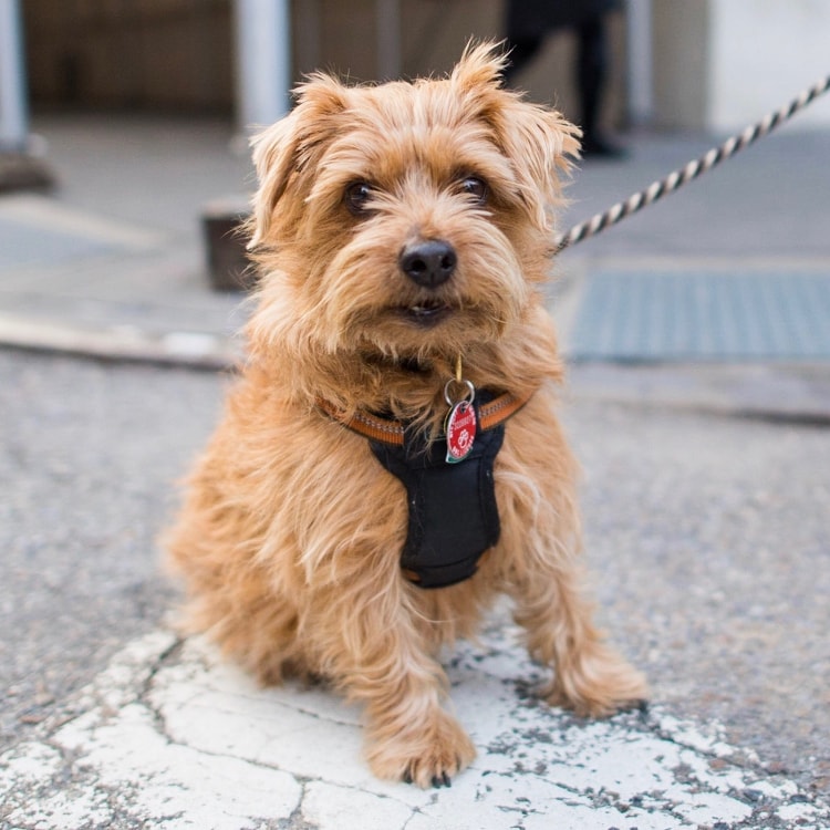 Características do Norfolk Terrier