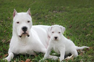 Dogo Argentino adulto e filhote