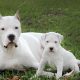 Dogo Argentino adulto e filhote