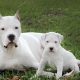 Dogo Argentino adulto e filhote