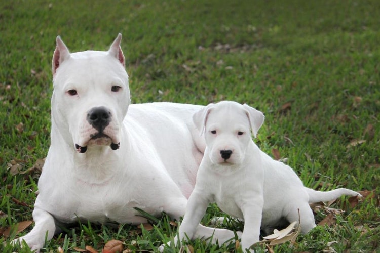 Dogo argentino: 10 fatos para você se surpreender