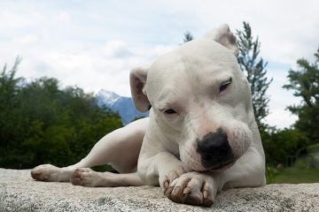 Dogo Argentino