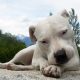 Dogo Argentino