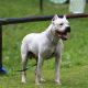 Dogo Argentino alerta grama