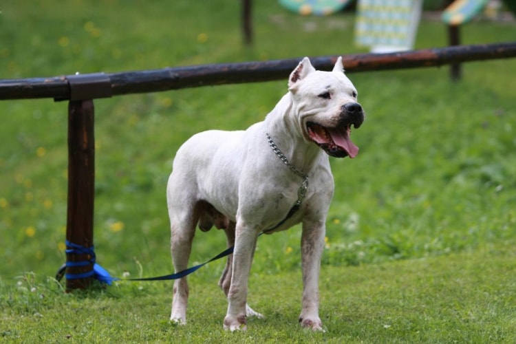 Dogo Argentino alerta grama