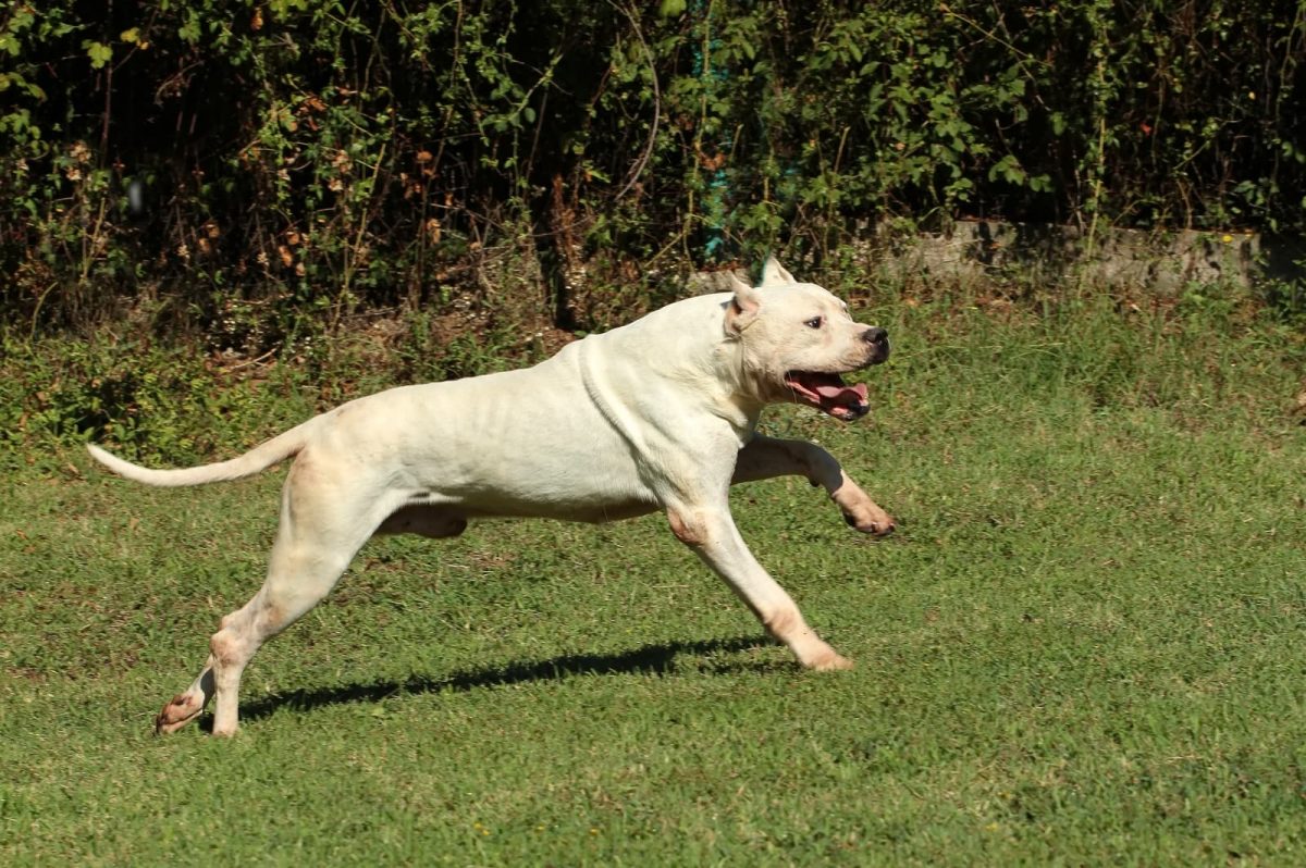 Dogo argentino branco na grama