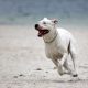 Dogo Argentino correndo