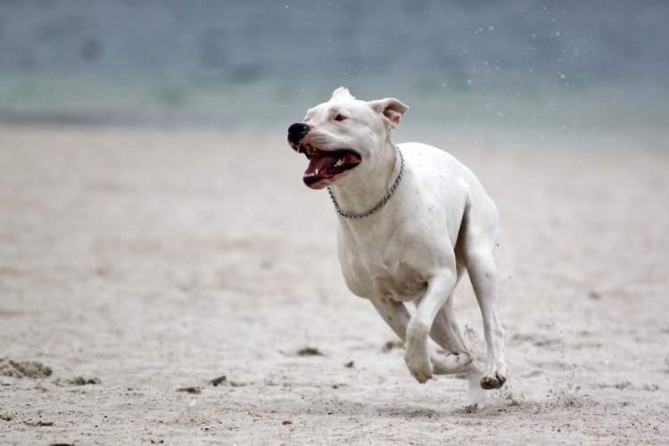 Dogo Argentino correndo