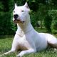 Dogo Argentino deitado grama