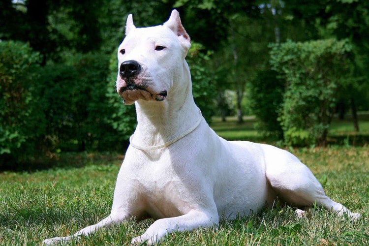 Dogo Argentino deitado grama