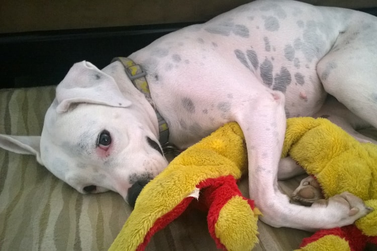 Dogo Argentino pelúcia