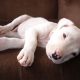 Dogo Argentino deitado no sofá