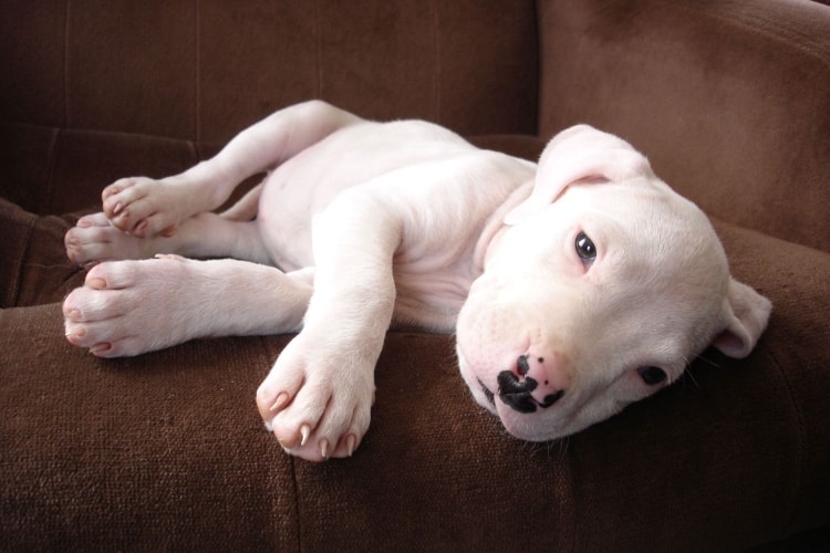 Dogo Argentino deitado no sofá