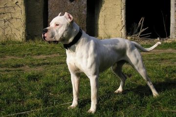 Dogo Argentino em pé