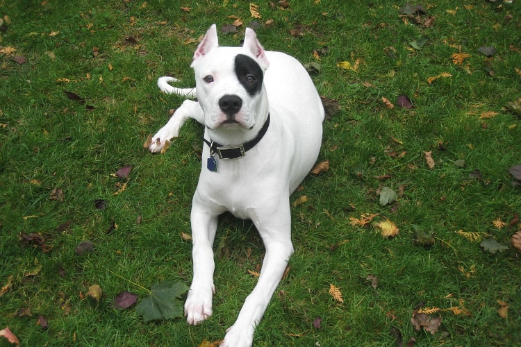 Dogo Argentino com mancha preta no olho