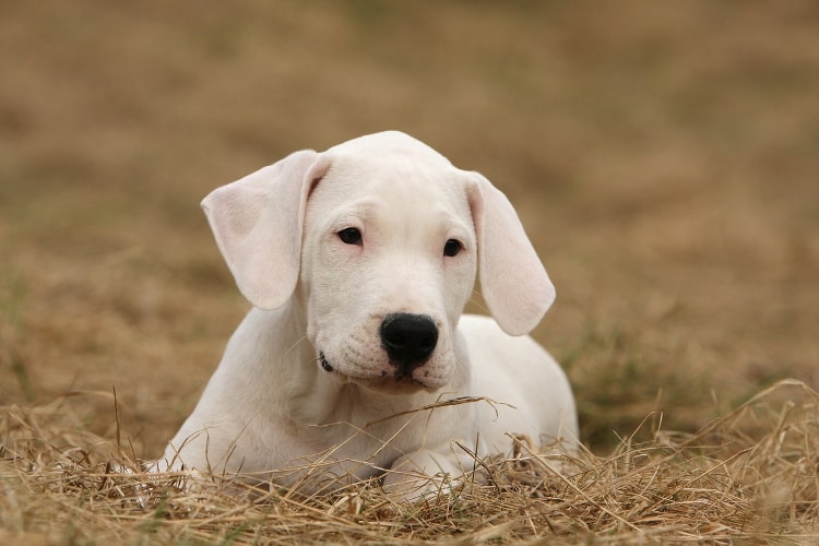 Filhote de Dogo Argentino