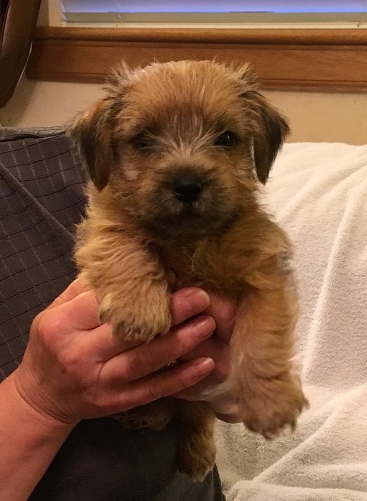 Filhote de Norfolk Terrier