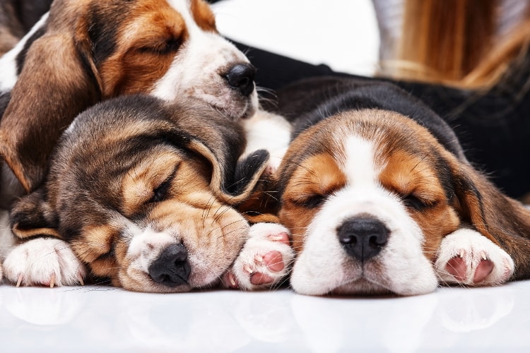 Três filhotes de Beagle dormindo