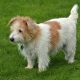 Norfolk Terrier branco na grama