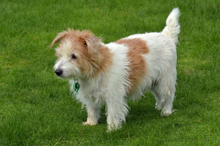 Norfolk Terrier branco na grama