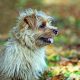 Preço Norfolk Terrier