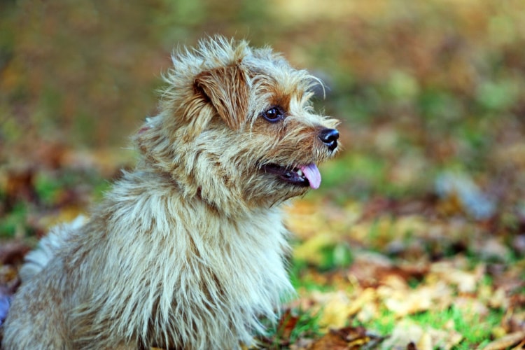 Preço Norfolk Terrier