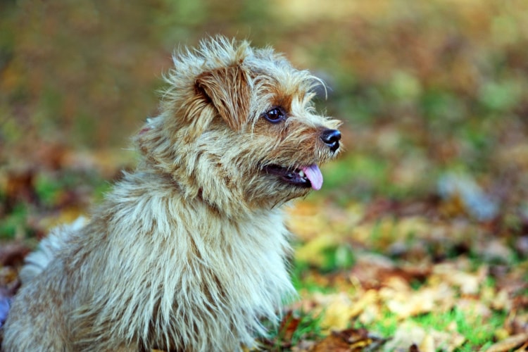 Preço Norfolk Terrier