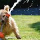 Norfolk Terrier brincando água