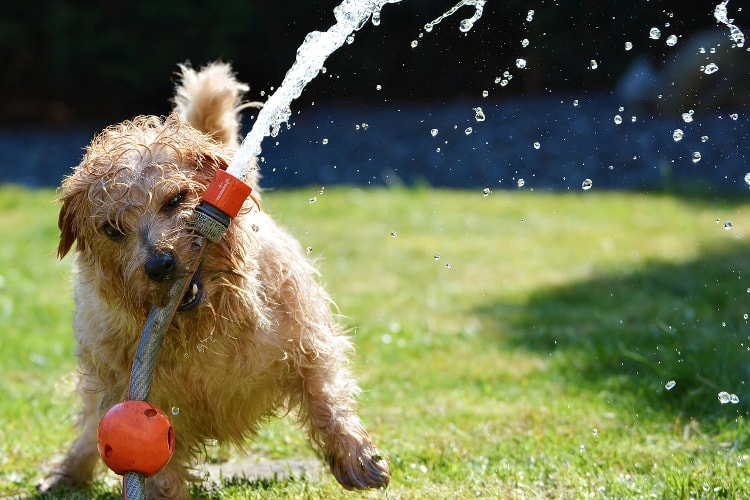 Norfolk Terrier brincando água