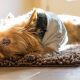 Norfolk Terrier dormindo