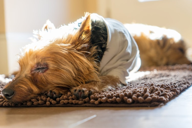 Norfolk Terrier dormindo