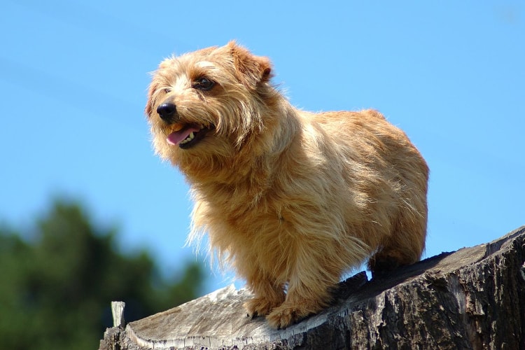 Norfolk Terrier em pé céu azul