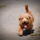 Norfolk Terrier marrom