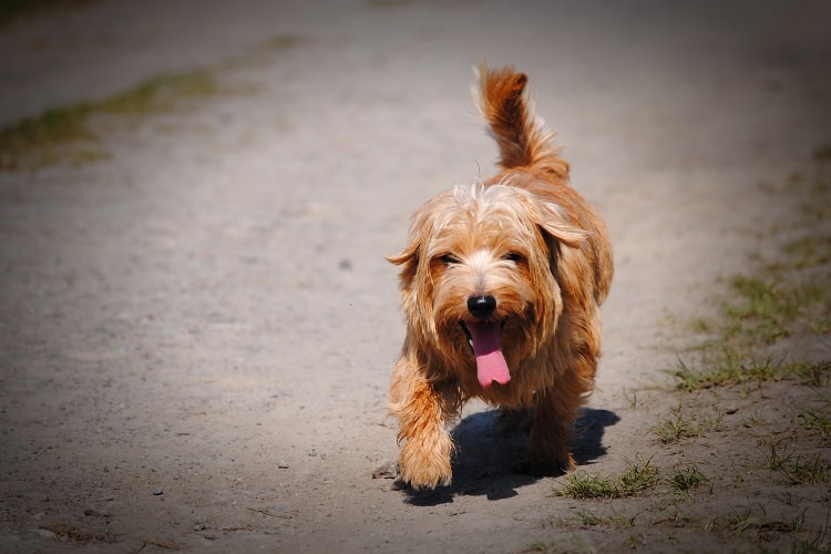 Norfolk Terrier marrom