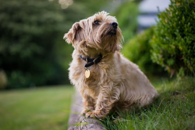 Tudo sobre Norfolk Terrier