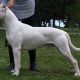 Padrão Dogo Argentino