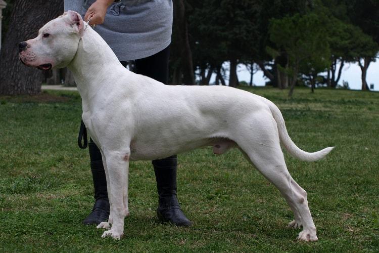 Padrão Dogo Argentino