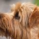Perfil Norfolk Terrier