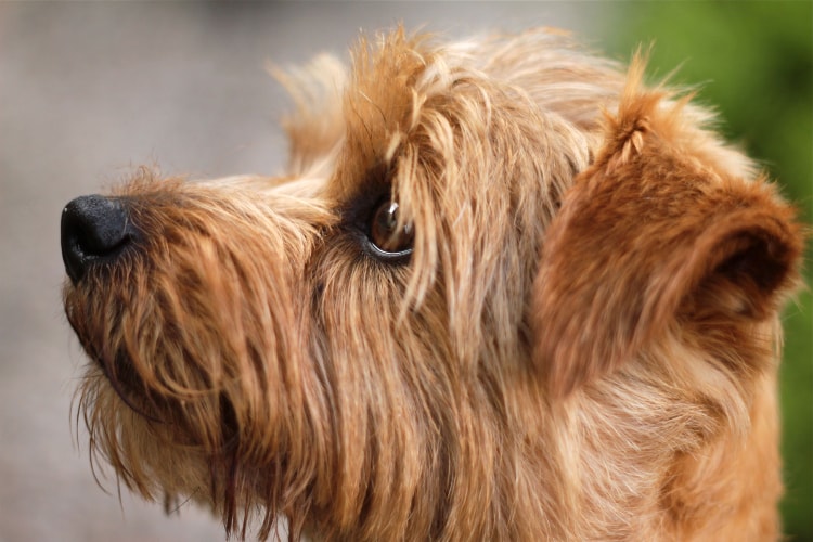 Perfil Norfolk Terrier