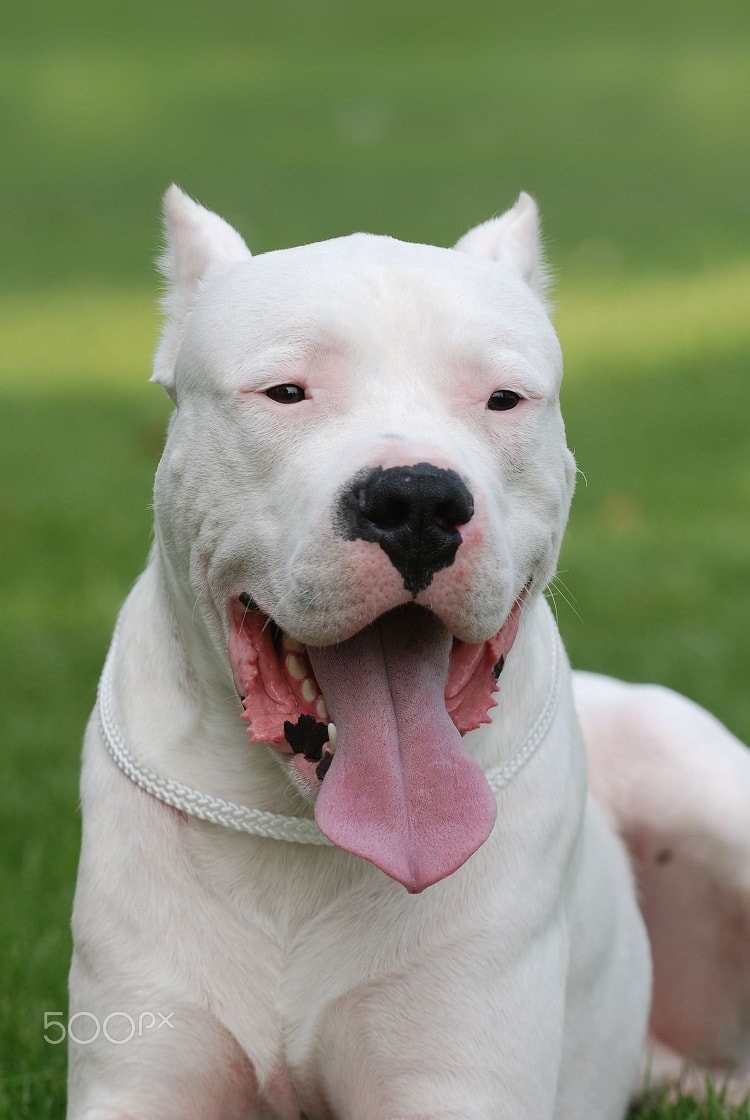 Personalidade do Dogo Argentino