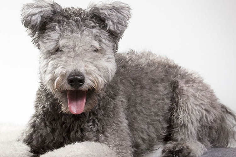 Cachorro Pumi