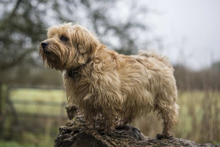 Raça Norfolk Terrier