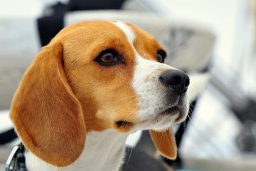 Rosto Beagle