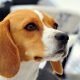 Rosto Beagle