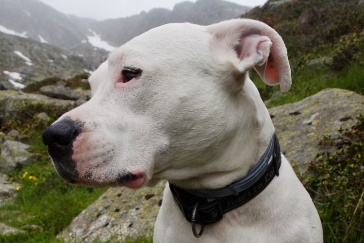 Rosto Dogo Argentino