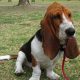 Basset na grama